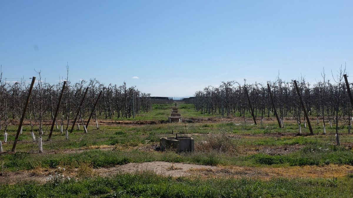 Agriculture vs tourism: How are farmers and hotels coping with the Spanish drought?
